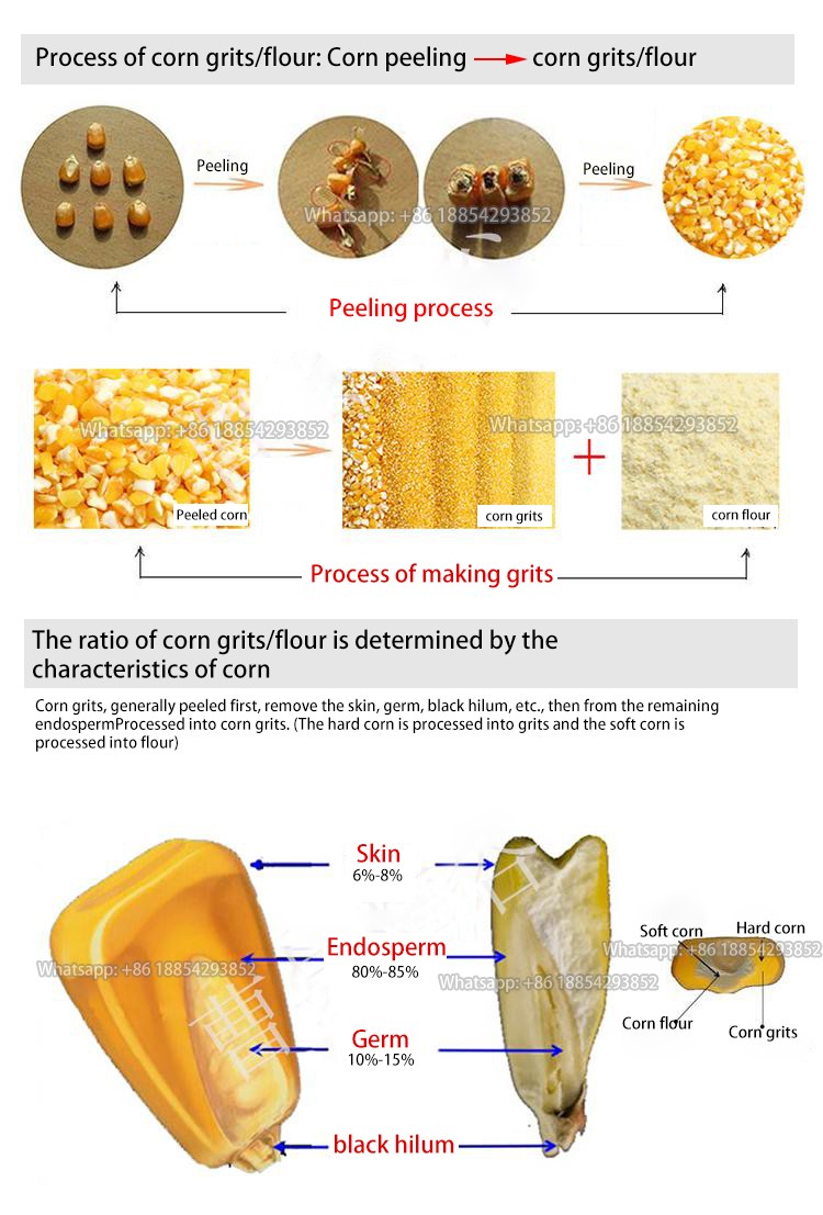 corn structure.jpg